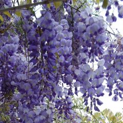 Wisteria sinensis