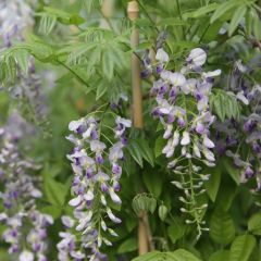 Wisteria sinensis ‘Prolific'