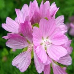 Malva moschata ‘Rosea’