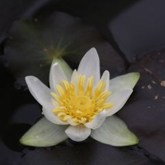 Nymphaea 'Alba'