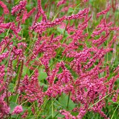 Persicaria amplexicaulis ‘Janet’®