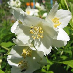 Philadelphus 'Lemoinei'