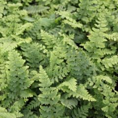 Polystichum setiferum ‘Dahlem’