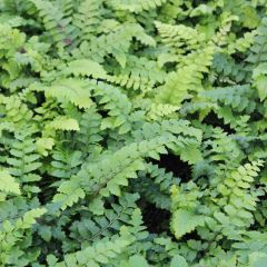 Polystichum polyblepharum