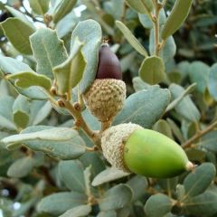 Quercus ilex