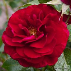 Rosa 'Bordeaux'® 