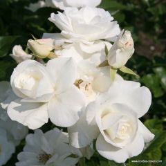 Rosa 'Climbing Schneewittchen'