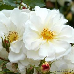 Rosa 'Diamant' 