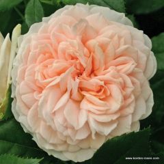 Rosa 'Garden of Roses'®