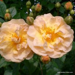 Rosa 'Ghislaine de Féligonde'