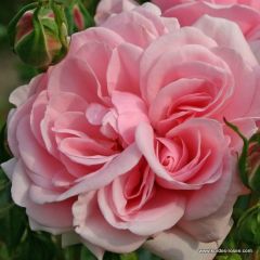 Rosa 'Home And Garden'®