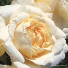 Rosa 'La Perla'®  