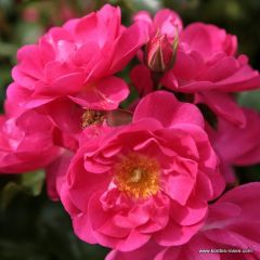 Rosa 'Neon'® 