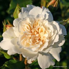 Rosa 'Petticoat'® 