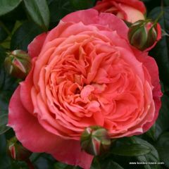 Rosa 'Queen of Hearts'® 