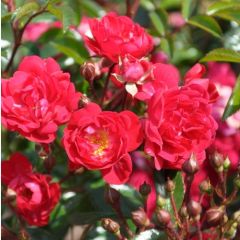 Rosa 'Rote The Fairy'