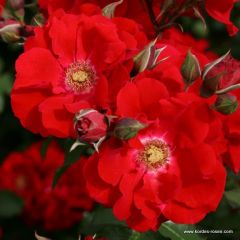 Rosa 'Roter Korsar'® 