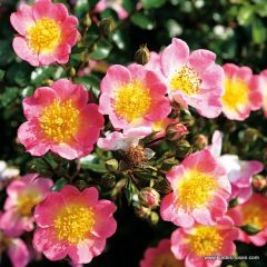 Rosa 'Topolina' 