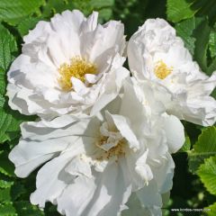 Rosa 'White Roadrunner'® 