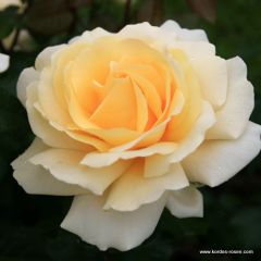 Rosa 'Winter Sun'® 