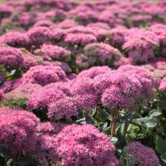 Sedum ‘Carl'