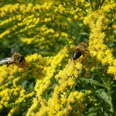 Solidago ‘Golden Dwarf’