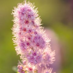 Spiraea billardii