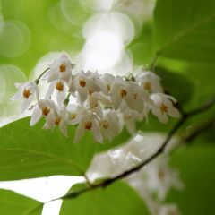 Styrax japonica