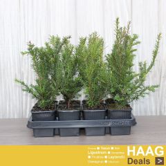 Taxus baccata