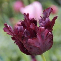 Tulpen 'Black Parrot' x50