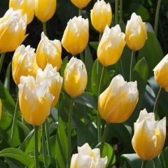 Tulpen 'Sweetheart' x50