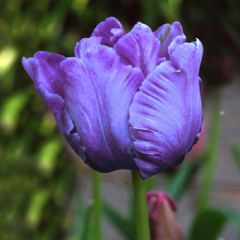 Tulpen 'Blue Parrot' x50