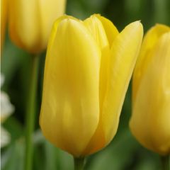 Tulpen 'Candela' x50