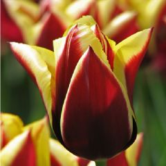 Tulpen 'Gavota' x50