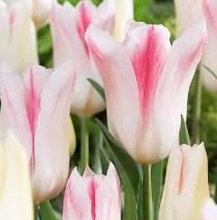 Tulpen 'Holland Chic' x50