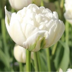 Tulpen 'Mount Tacoma' x50