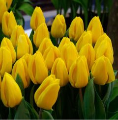 Tulpen 'Yellow Flight' x50