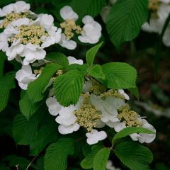 Viburnum plicatum 'Tomentosum'