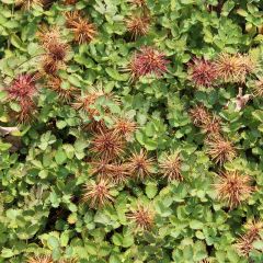 Acaena buchananii