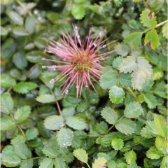 Acaena microphylla