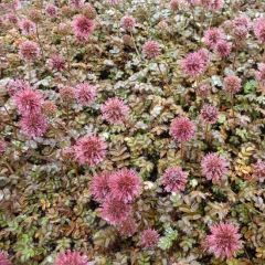 Acaena microphylla 'Kupferteppich'