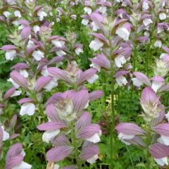 Acanthus hungaricus