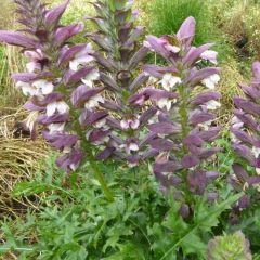 Acanthus spinosus