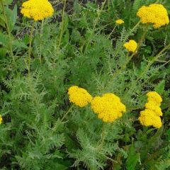 Achillea filipendulina ‘Cloth of Gold’