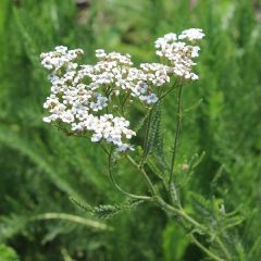 Achillea millefolium