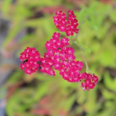 Achillea millefolium ‘Cerise Queen’