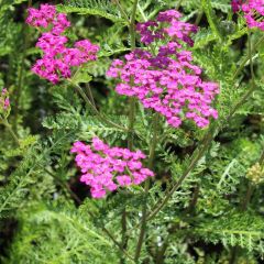 Achillea millefolium ‘Lilac Beauty’