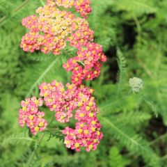 Achillea millefolium ‘Paprika’