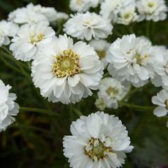 Achillea ptarmica ‘The Pearl’