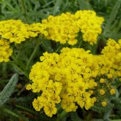 Achillea tomentosa